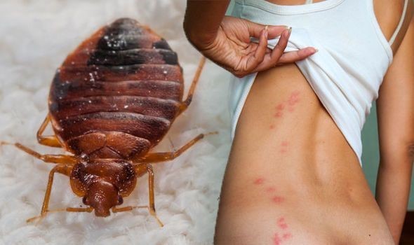 Dedetizadora em São Caetano do Sul