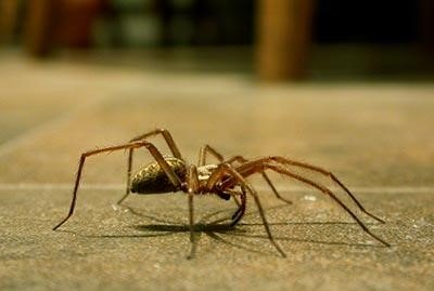 Dedetizadora em São Caetano do Sul