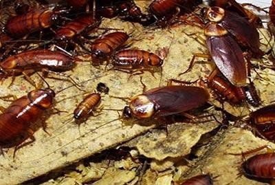 Dedetizadora em São Caetano do Sul