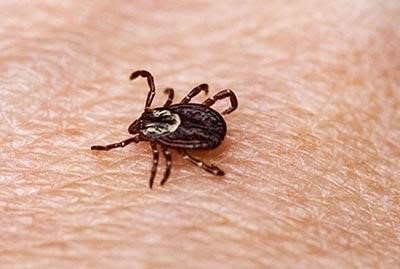 Dedetizadora / Dedetização em São Caetano do Sul