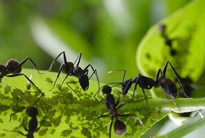 Dedetizadora em São Caetano do Sul