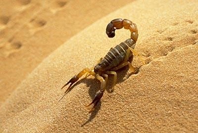 Dedetizadora em São Caetano do Sul